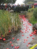 IMG_5037 IMG_5037