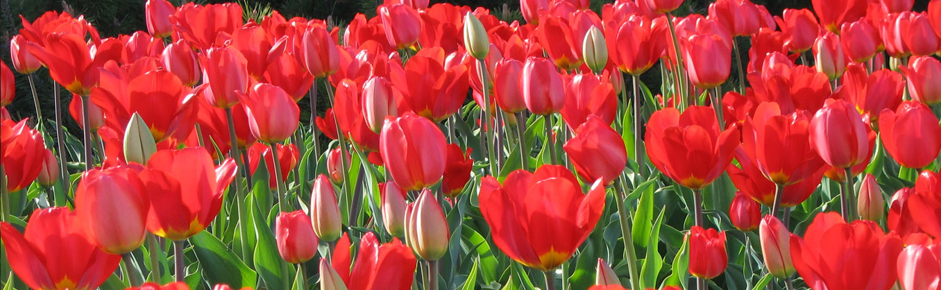 Field of red tulips in spring time