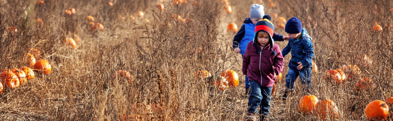 Pumpkin Picking in Fall in Barrie