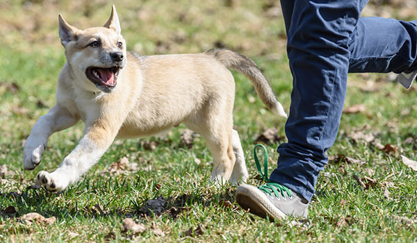 Barrie Dog Off-Leash Recreational Area