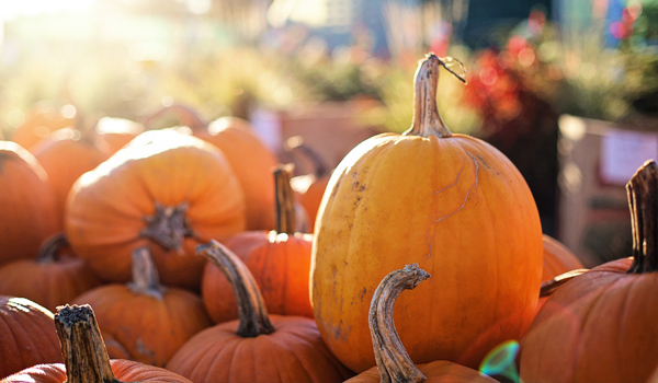 pumpkin patch at chappell farms