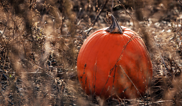 pumpkinpicking