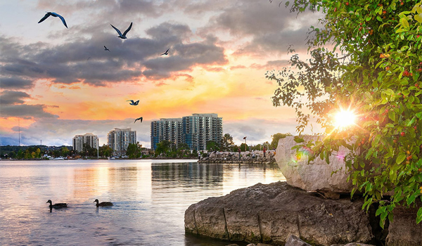 lakeside view with ducks and apartments