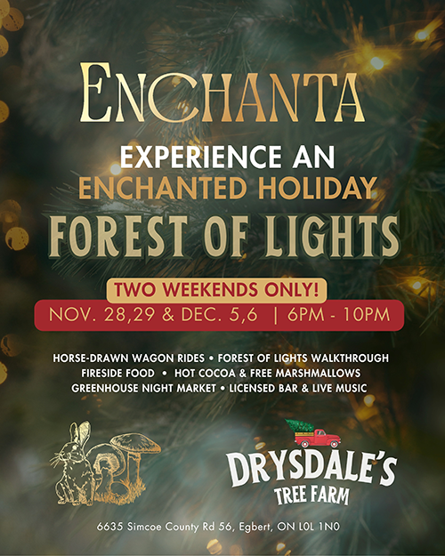 Enchanta Forest of Lights
