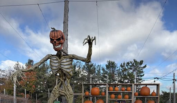 Skeleton with pumpkin head and stand with pumpkins at Quayles Brewery