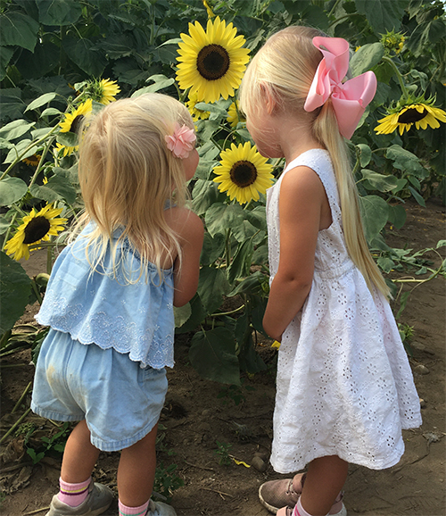 SunflowerFestival Sunflower Festival