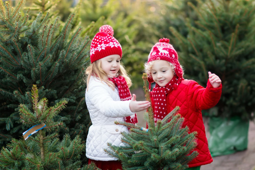 Christmas Tree Picking Kids selecting a christmas tree
