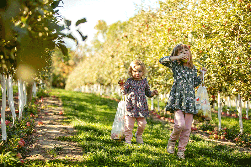Apple Picking at Barrie Hill Farms