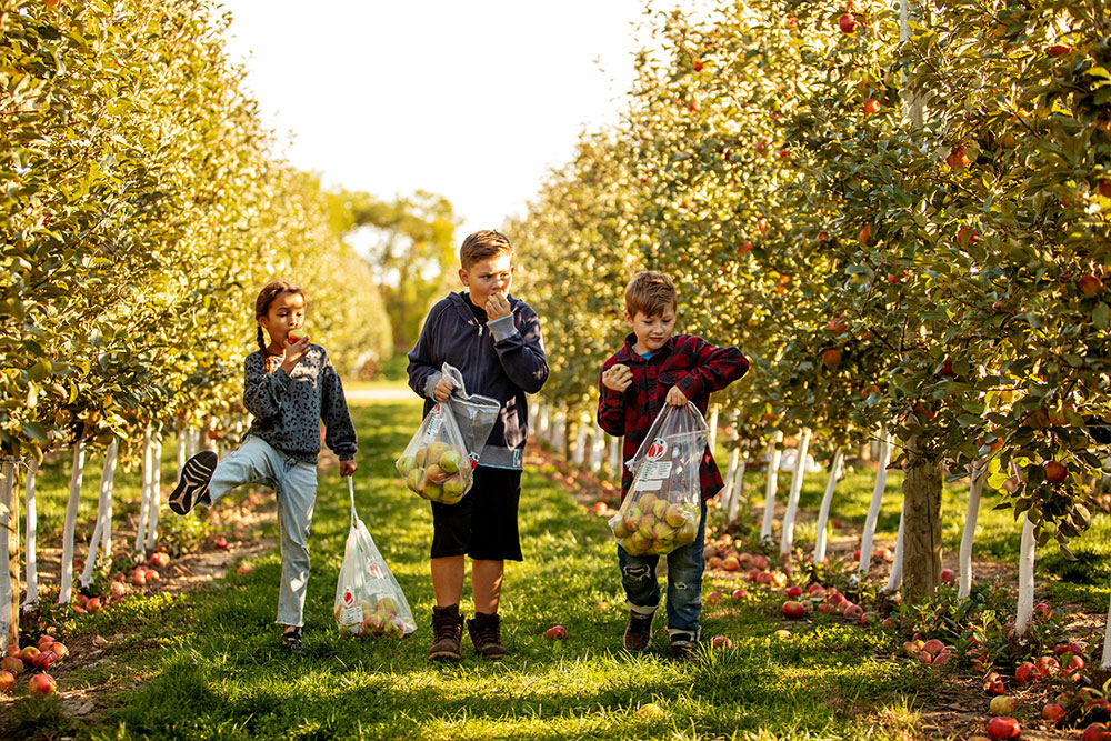 Barrie Hill Farms - Apple Picking