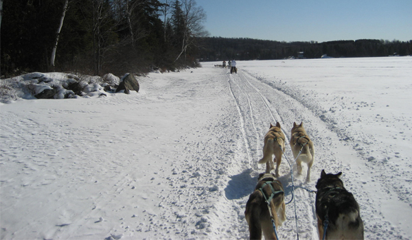 dogsledding dog sledding