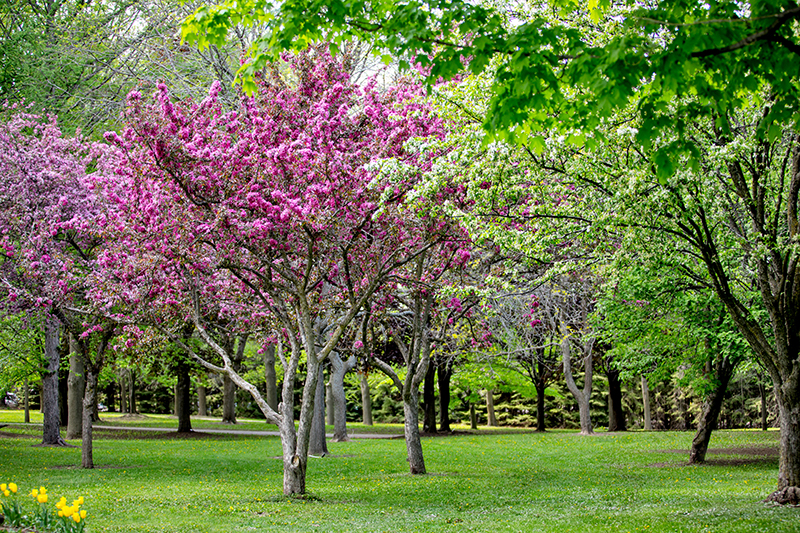 Spring Trails