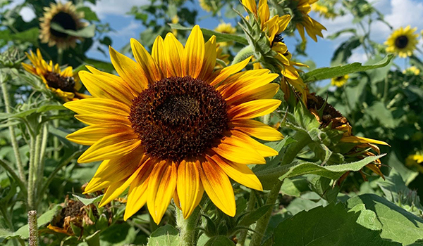 Sunflower_blogbanner Sunflower_blogbanner