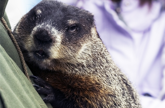 Wildlife Wildlife show at winterfest