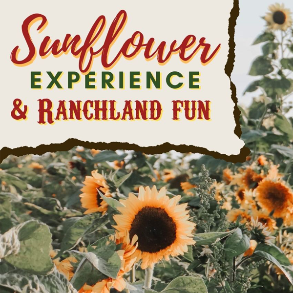 SunflowerExperience---Rounds-Ranch