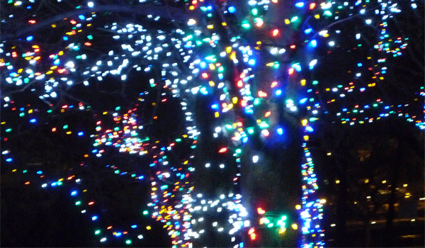 trees wrapped in lights
