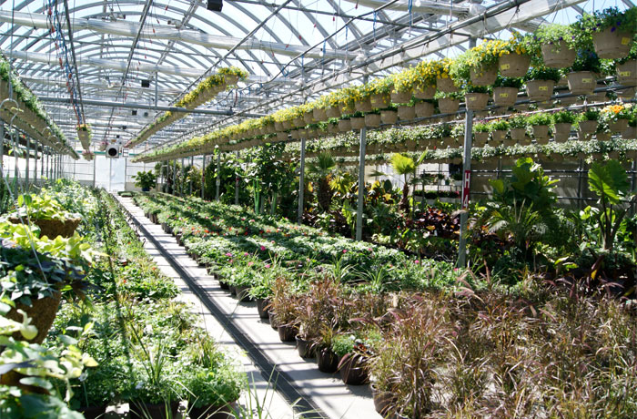 bradford-greenhouse-the-greenhouse2 inside bradford greenhouse