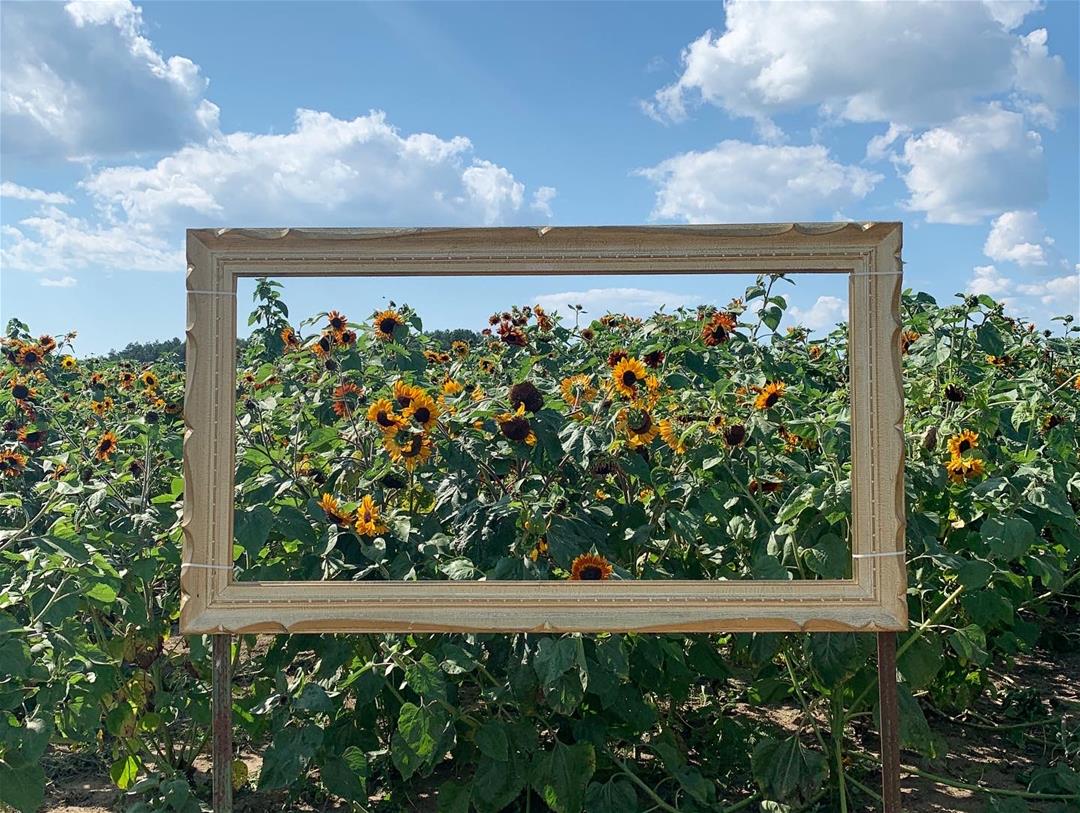 TourismBarrieRoundsRanchSunflowerFrame frame in sunflower field