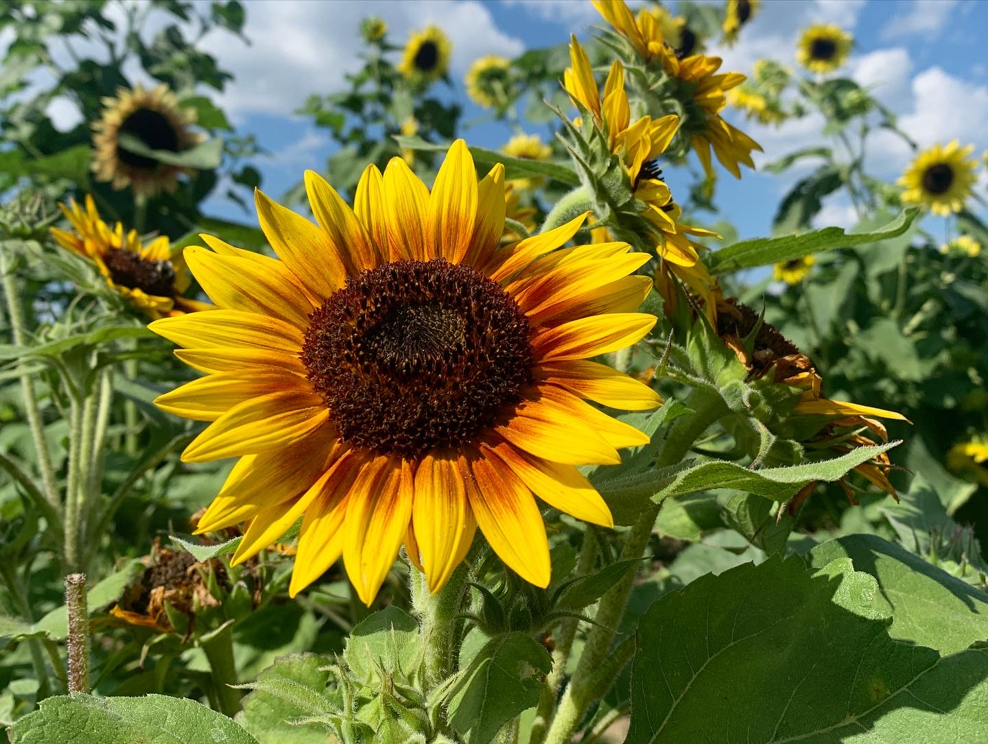 TourismBarrieRoundsRanchSunflower sunflower