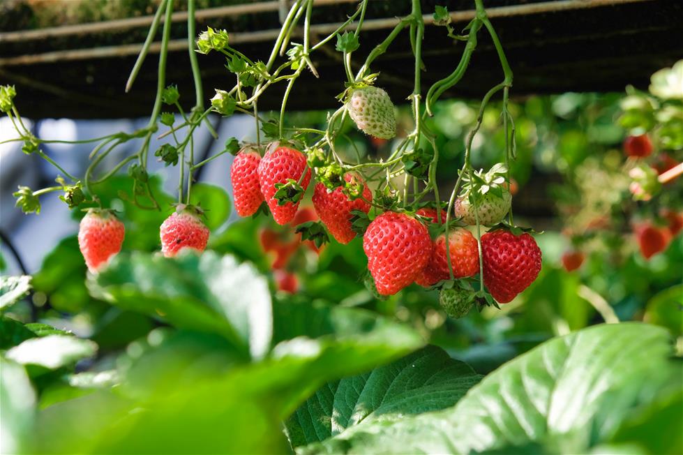 strawberries hanging from plant