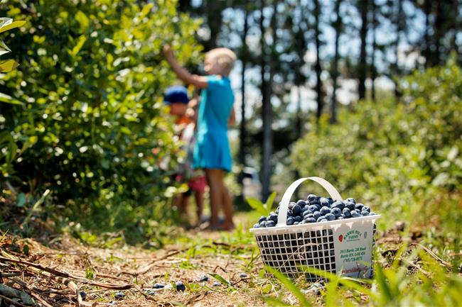 IMG_6173 kids picking berries on tree