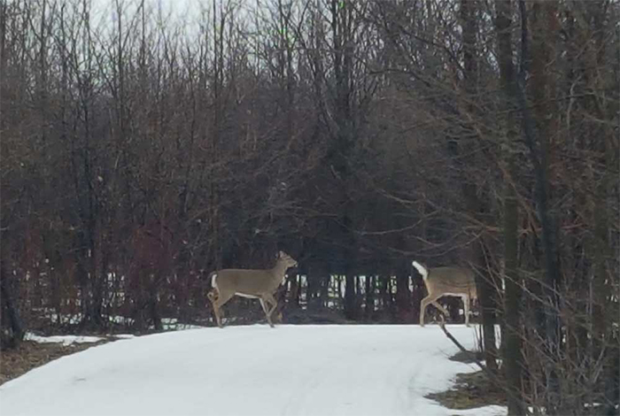 scenic caves Wild Life