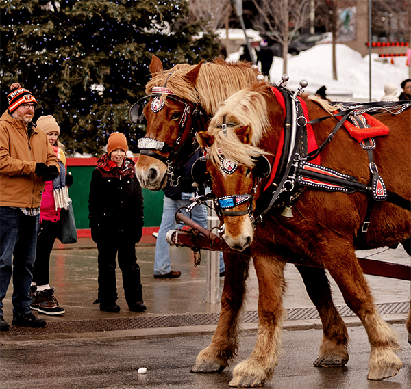 Winterfest_Horsedrawnwagon Winterfest_Horsedrawnwagon