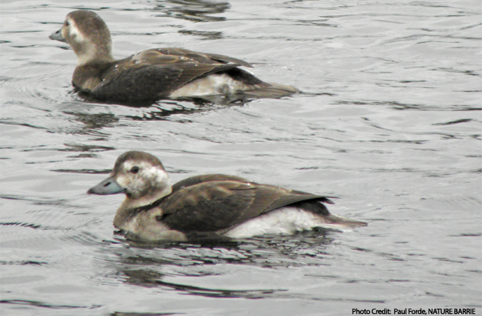 Birding in barrie