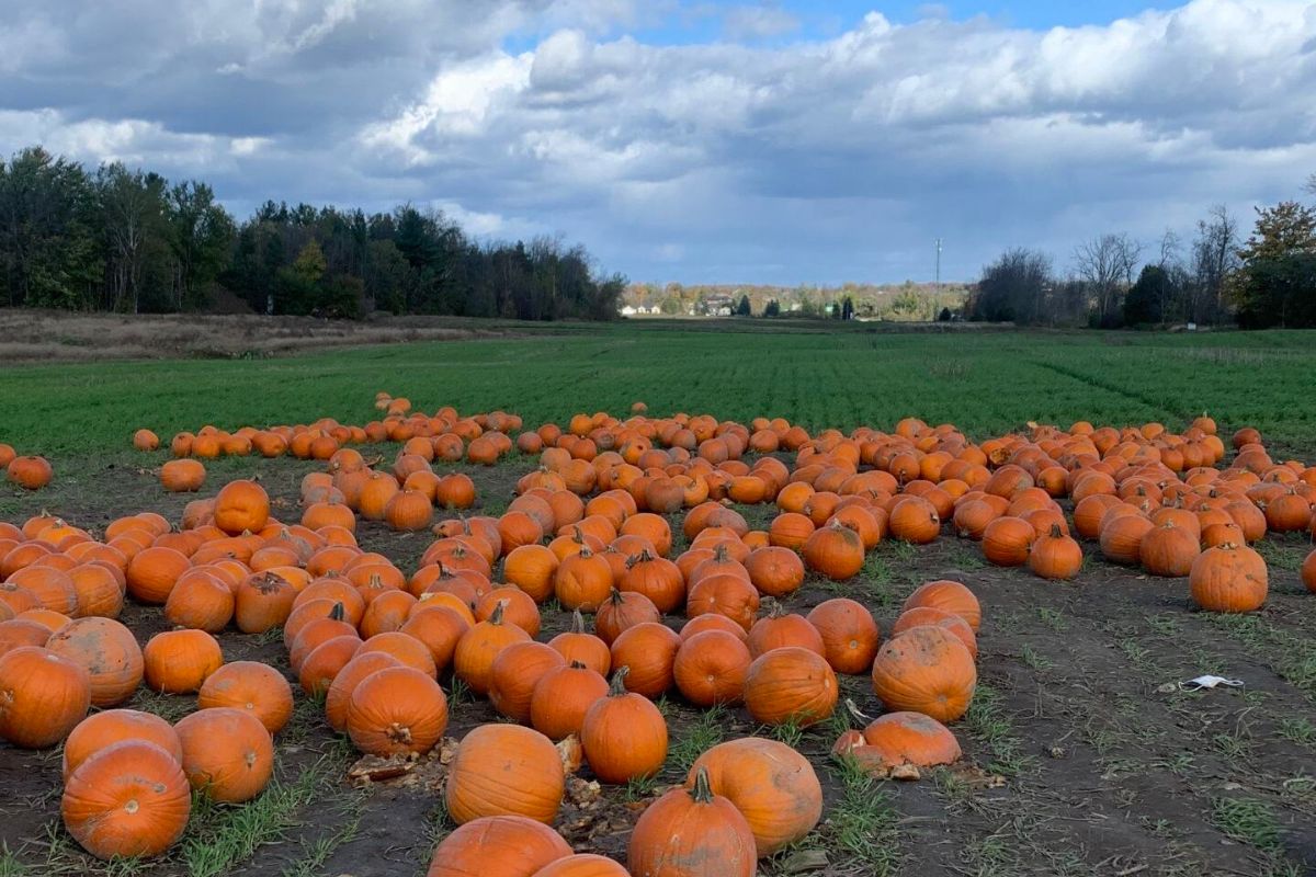 Chappell Farms