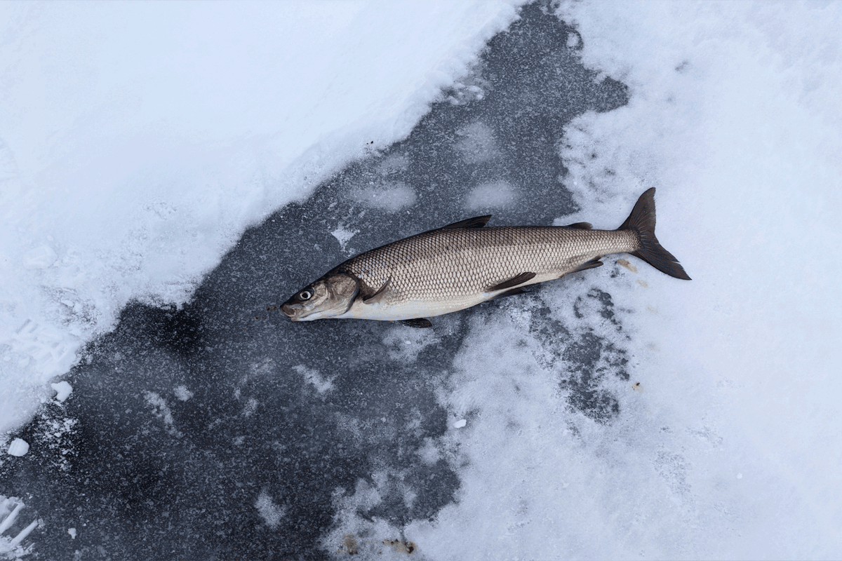 Fish on frozen bay