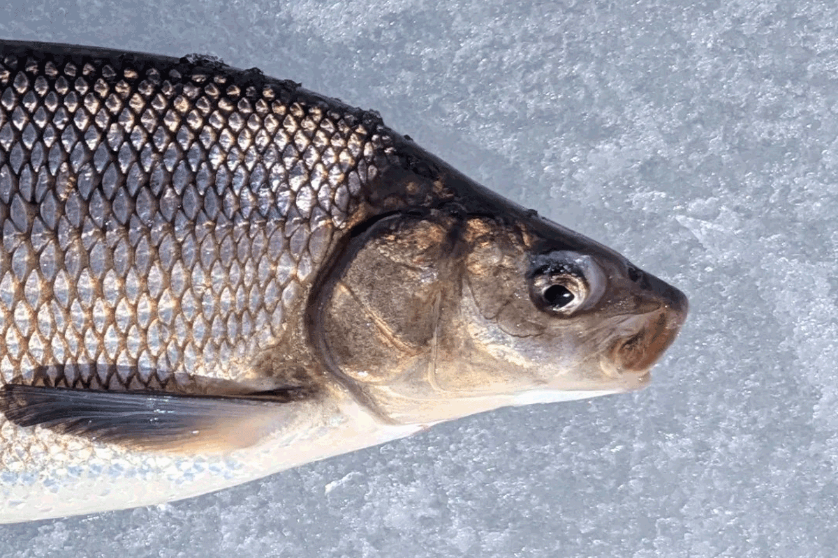 Long Shoal Ice Fishing