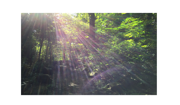 Forest Bathing with Beth Logo
