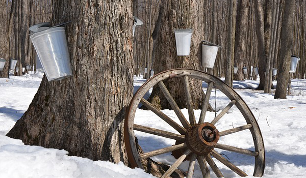 MapleSyrup