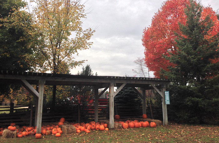 Drysdale's Tree Farm - Pumpkin Picking