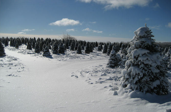 Drysdale's Tree Farm