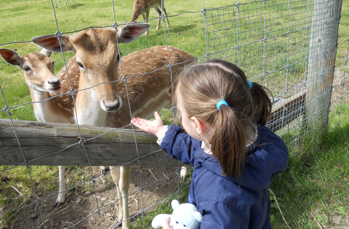 Elmvale Jungle Zoo - Deer