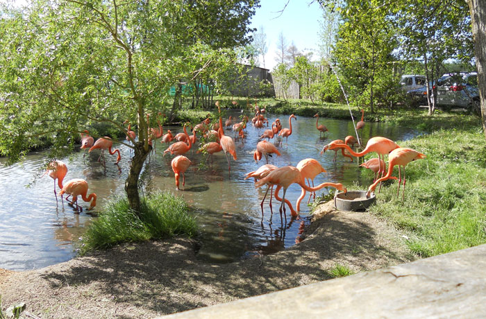 Elmvale Jungle Zoo - Flamingos