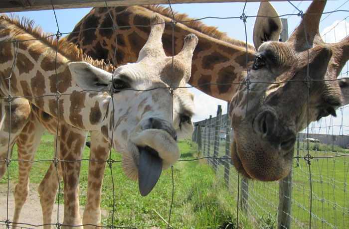 Elmvale Jungle Zoo - Giraffe