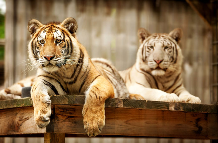 Two Tigers lying down at the Elmvale Jungle Zoo