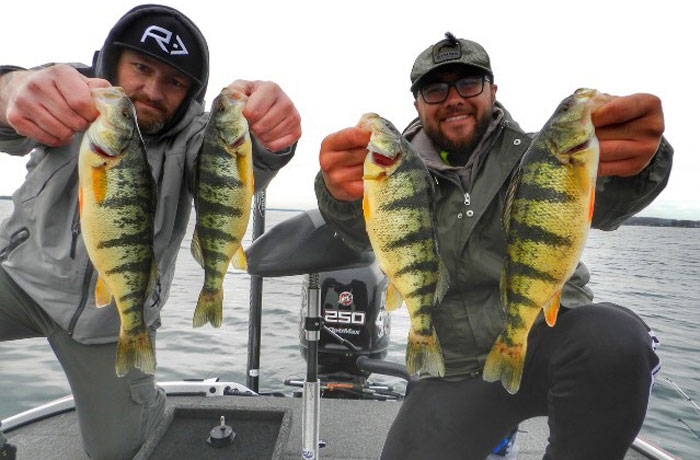 Two men showing off the perch they caught fishing with Fish Crazy Guide service